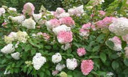 Hydrangea Paniculata Vanilla Strawberry (Vanilla Strawberry Hydrangea)